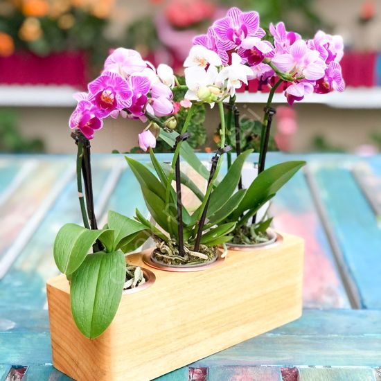 Picture of Wood Flowerpot - Mojave